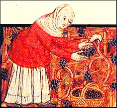 Woman using a grape to harvest grapes.