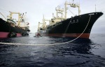 GREENPEACE TRIES TO PREVENT JAPANESE WHALING FLEET FROM REFUELLING IN SOUTHERN OCEAN